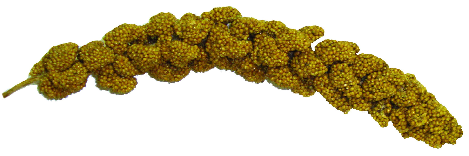 FM Brown Extreme Spray Millet Treat 16 Oz.