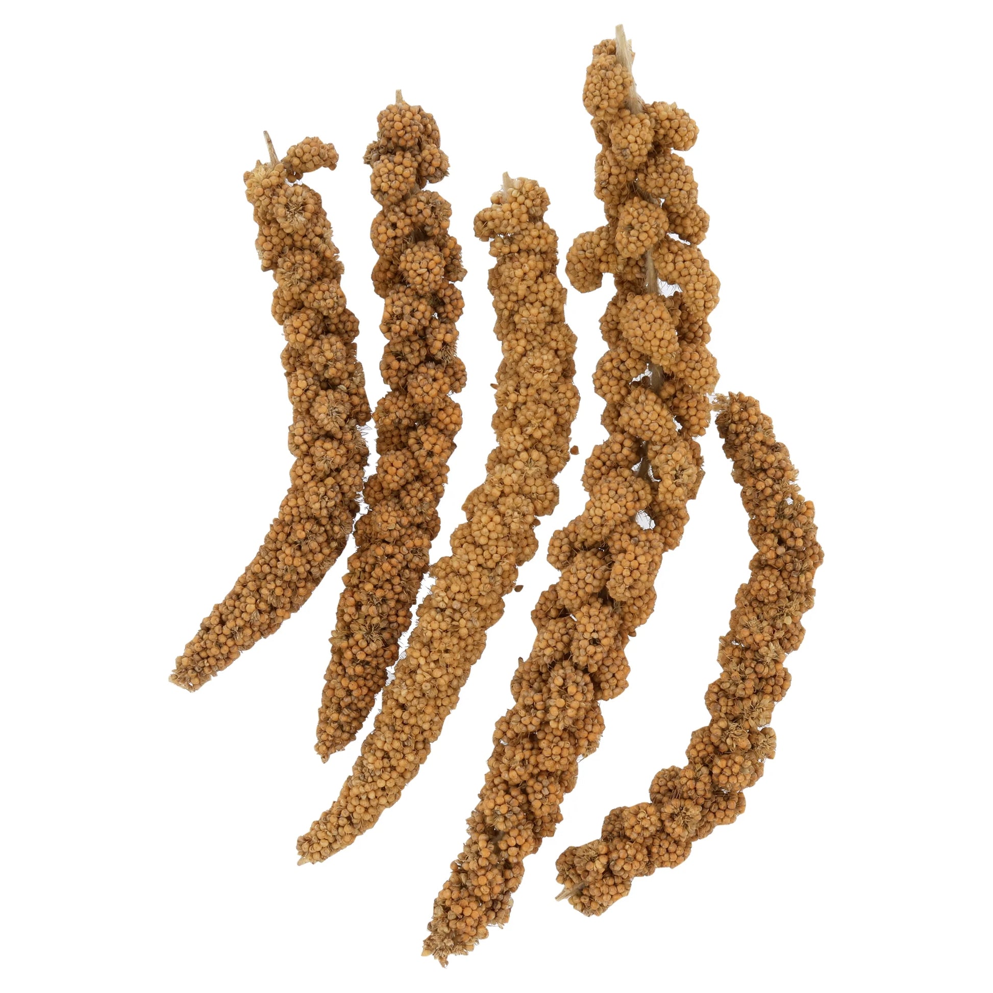 FM Brown Extreme Spray Millet Treat 16 Oz.